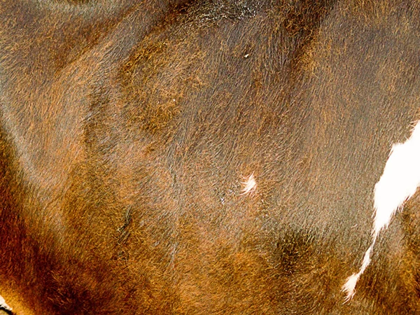 cowhide leather