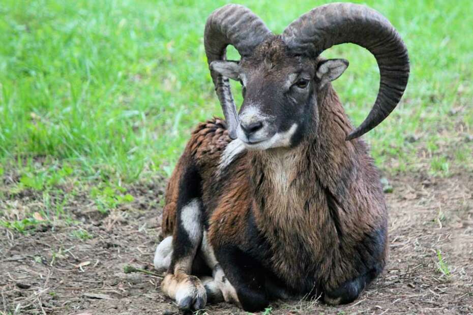 What is Goat Leather and How is it Different from other Types of Leather