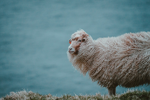 What Is Merino Wool Made Of?