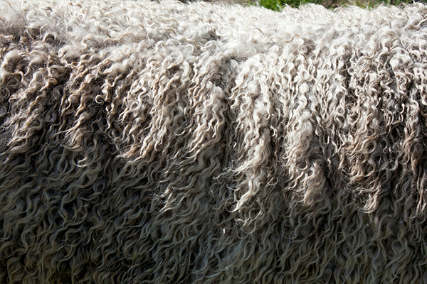 Why Is Merino Wool Expensive?